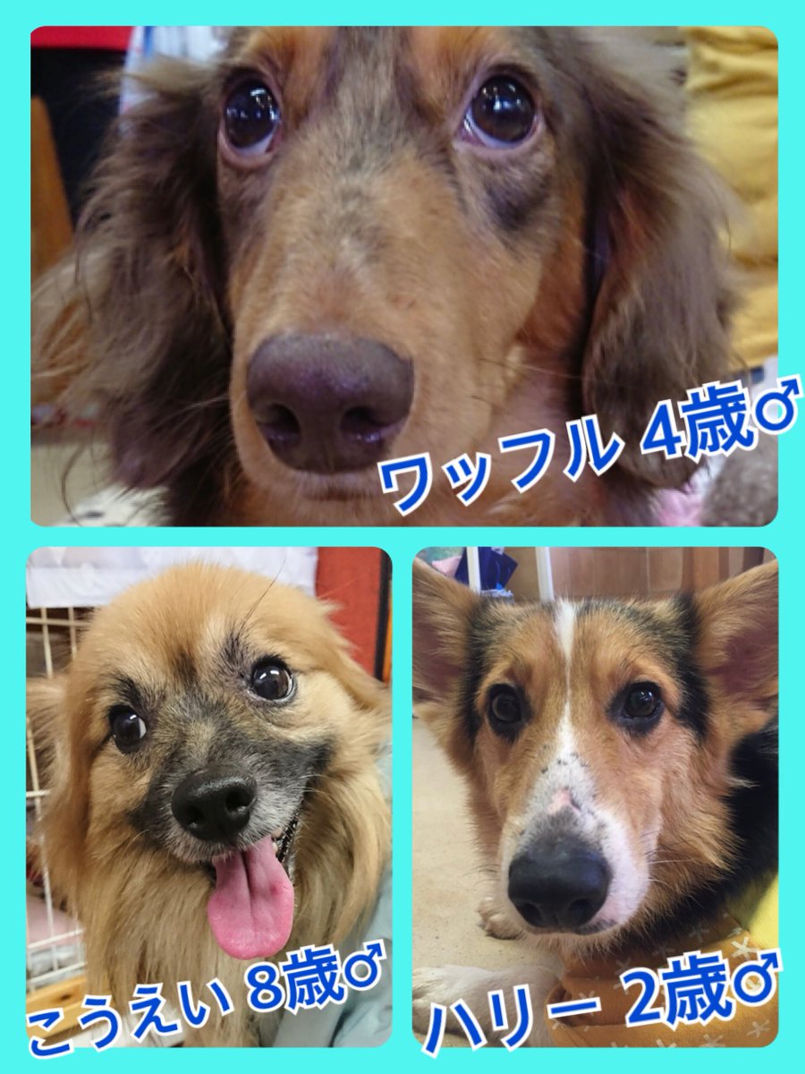 🐾今日の里親様募集中ワンコ🐶メンバーです🐾2019,2,7